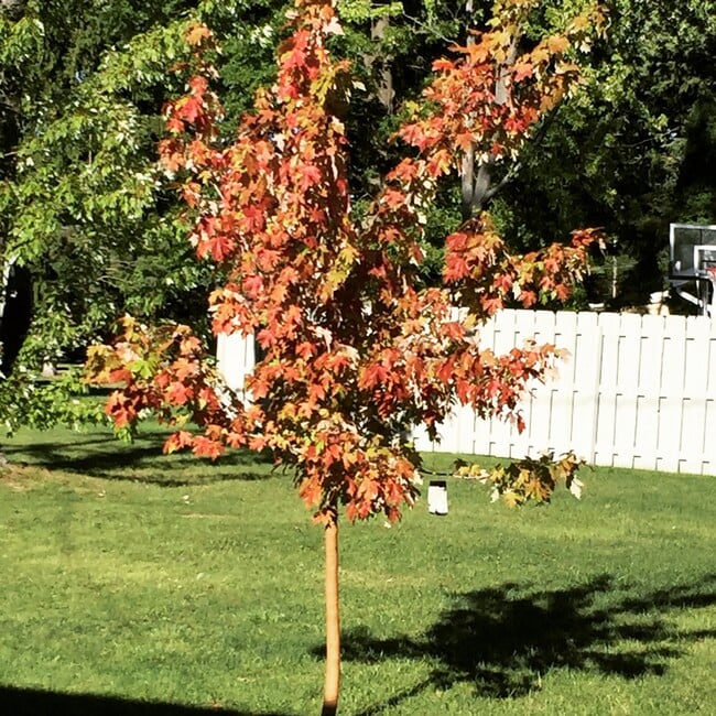 Large backyard - 4323 Marshall Ave