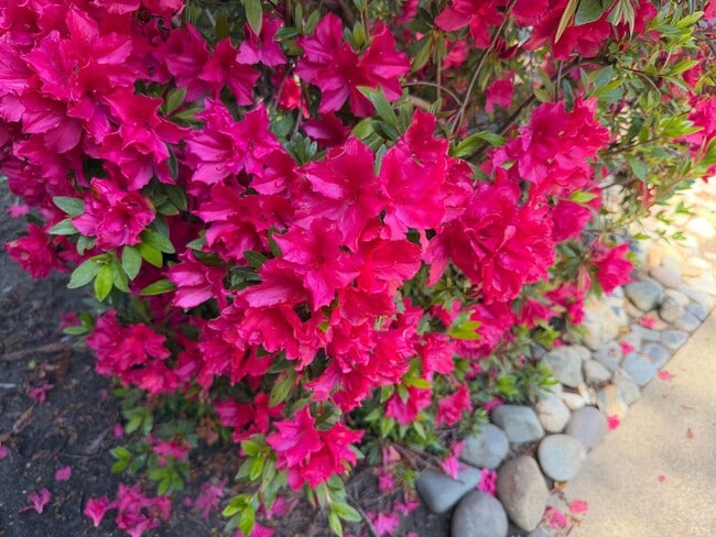 Building Photo - Gorgeous 2 bedroom 2 bath duplex in the trees