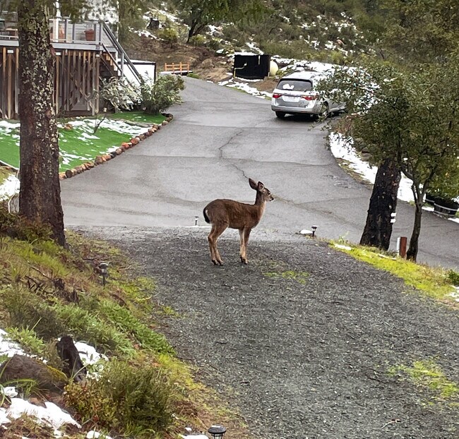 Building Photo - 323 Bodmer Ln