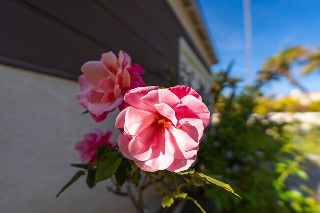 Building Photo - Super Cute 3bed 2 bath home with peek-a-boo ocean view South Redondo