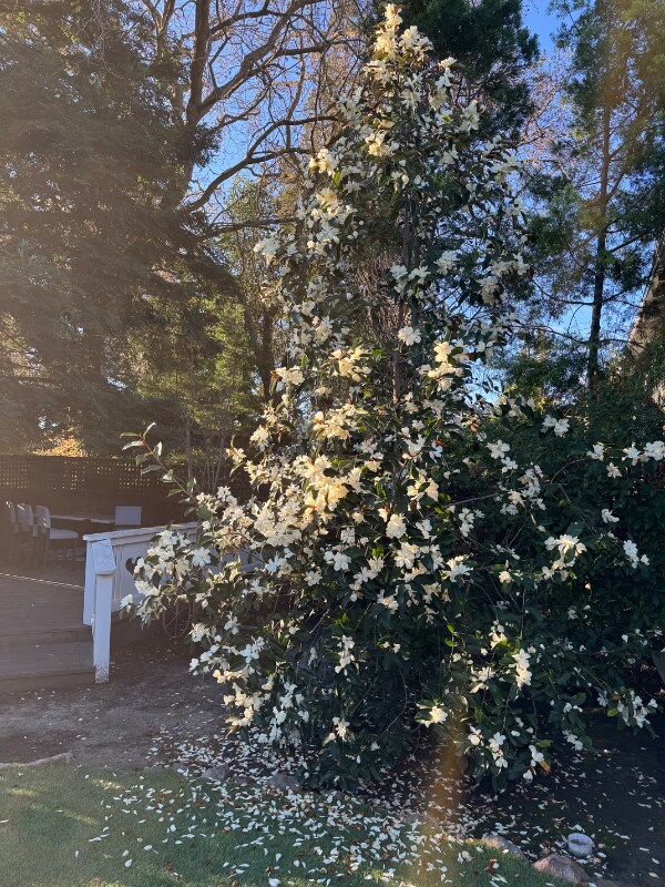 Building Photo - 199 Saranap Ave