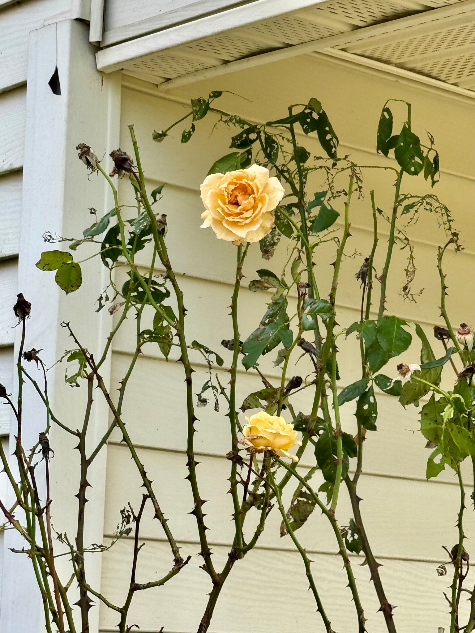 The final roses of the year on the front porch - 5163 Whitethorne Rd