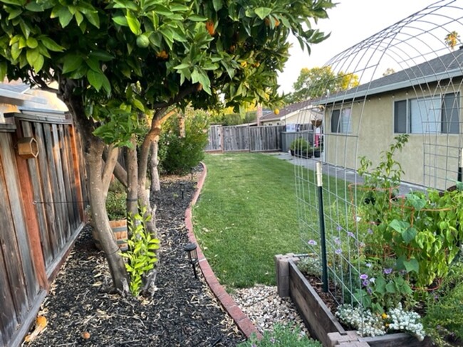 Building Photo - San Ramon Single Story 3 Bd/2 Ba, New Pain...