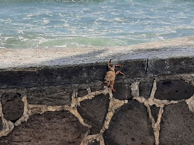 Building Photo - 91-477 Pupu St Ewa Beach, HI 96706