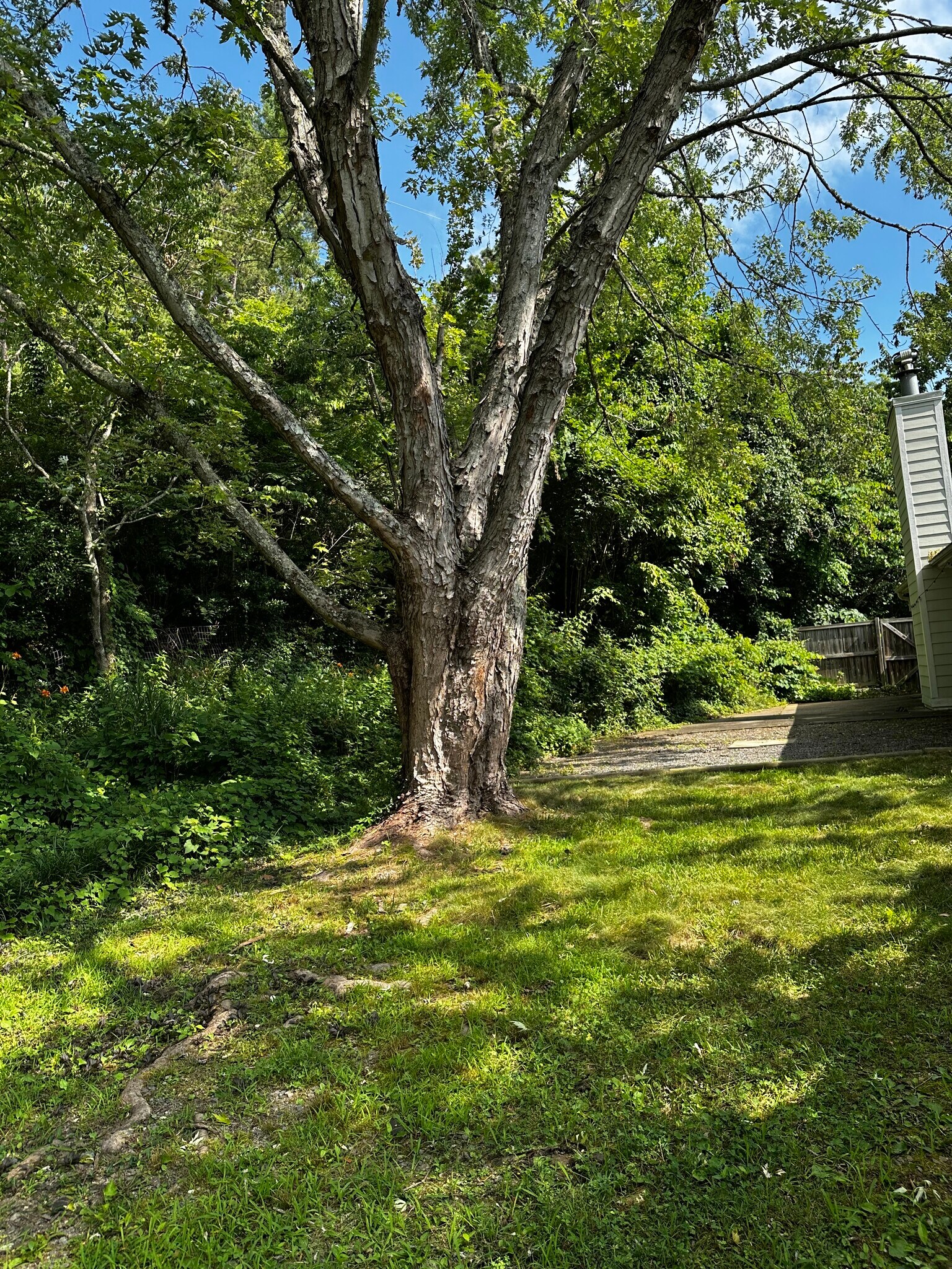 Fenced in backyard - 115 Hyacinth Lane