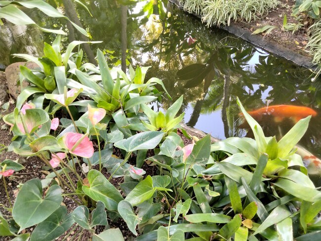 Gardens 13 - 300 Wai Nani Way