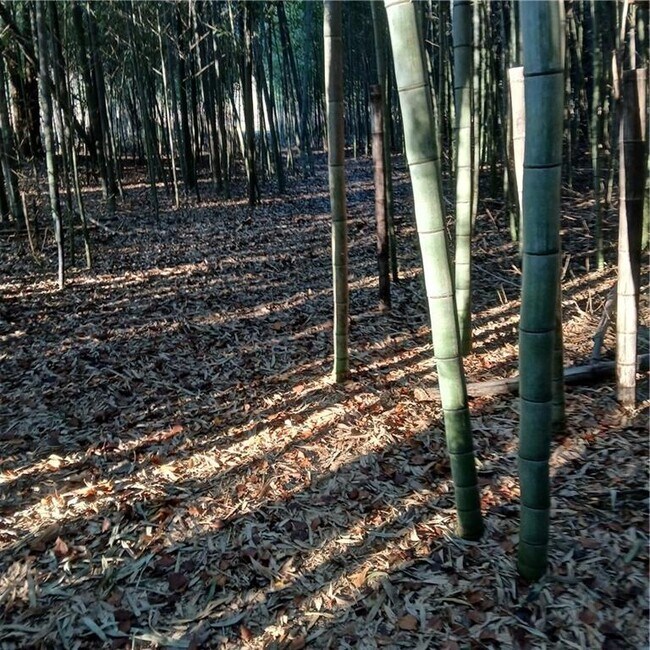 Building Photo - 241 Nacoochee Dr