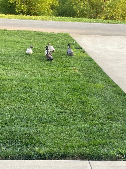 Building Photo - 266 John Duke Tyler Blvd