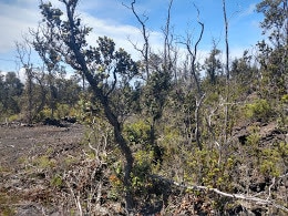 Building Photo - 92-9111-9111 Catamaran Ln