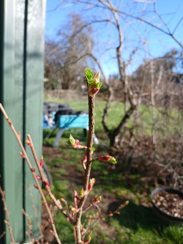Building Photo - 19105 NE 112th Ave