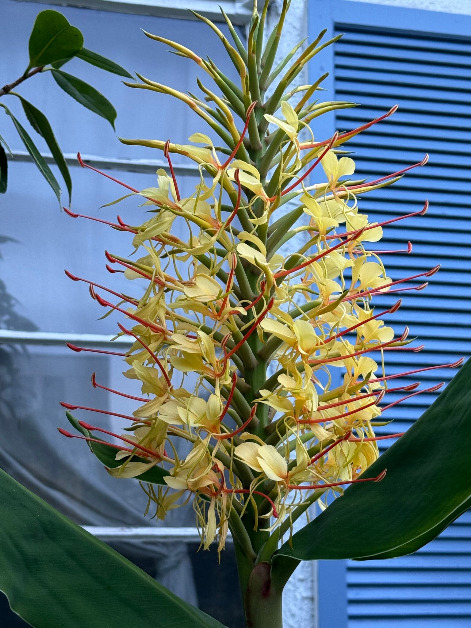 Spectacular ginger blooms - 3243 Mountain View Ave