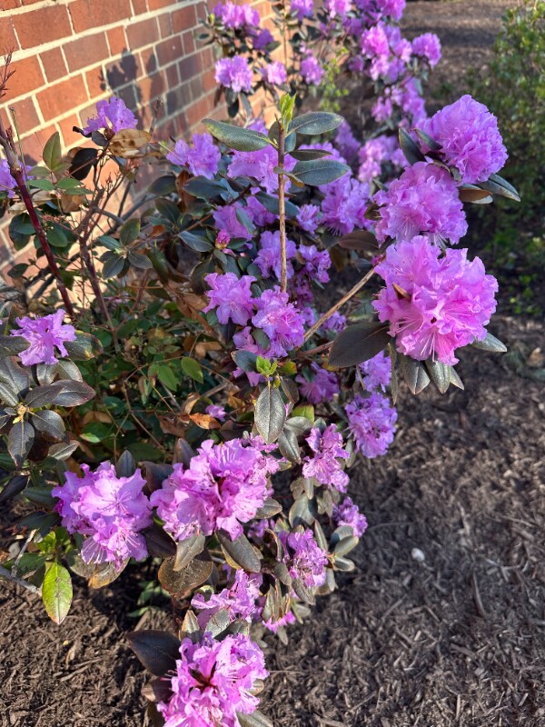 Building Photo - 1718 W Abingdon Dr