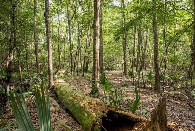 Building Photo - Brand-New Town Home in Shearwater with Resort-Style Amenities