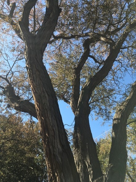 mature trees - 145 Ivanhoe St