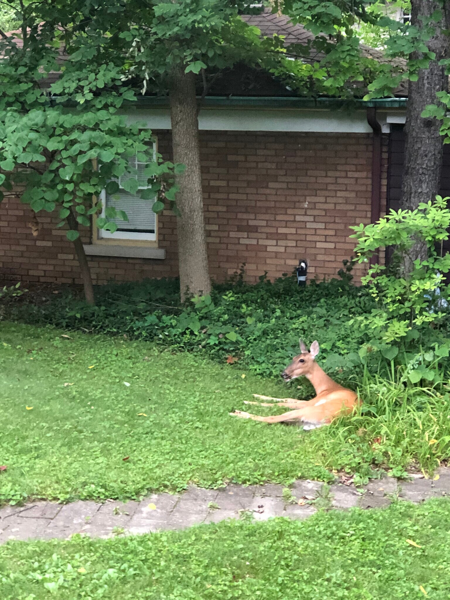 Frequent visitor - 1003 E Hunter Ave