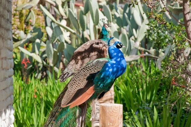 Building Photo - "Spacious 4-Bedroom Retreat in Rancho Carrillo Carlsbad: 2.5 Baths & 2,113 Sq. Ft. of Comfort!"