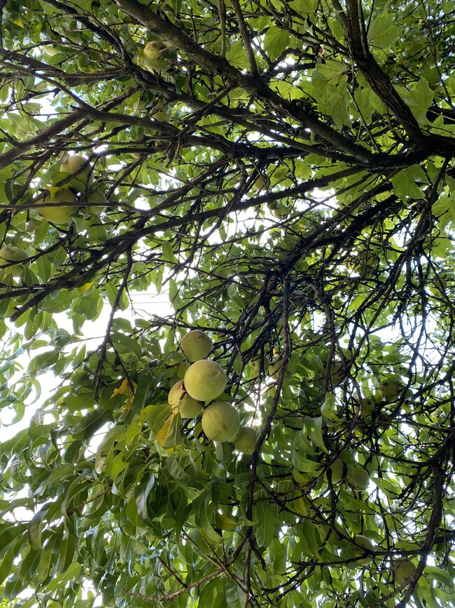 fruit and flower trees in the backyard - 5436 Wilkins Ave