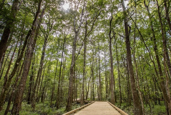 Building Photo - Brand-New Town Home in Shearwater with Resort-Style Amenities