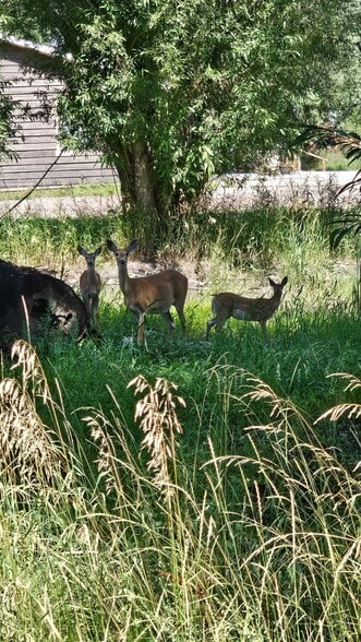 Building Photo - 6085 Coffeen Ave