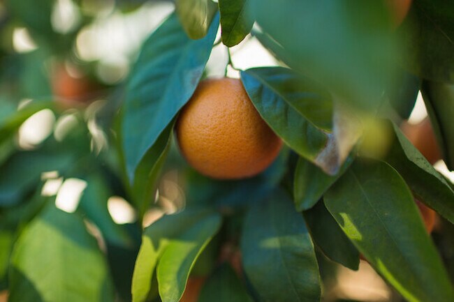 Building Photo - Prime Old Town Orange location