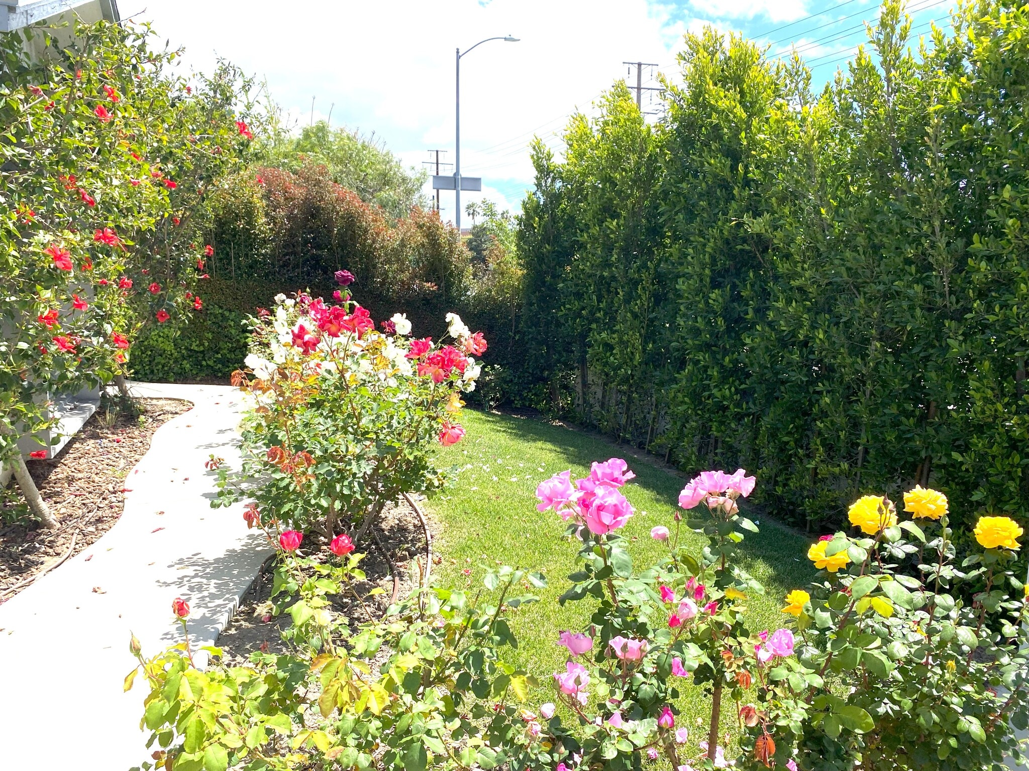 front yard - 2906 Overland Ave