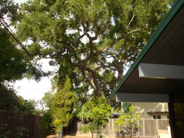 Historical Oak tree - 683 Tiffany Ct