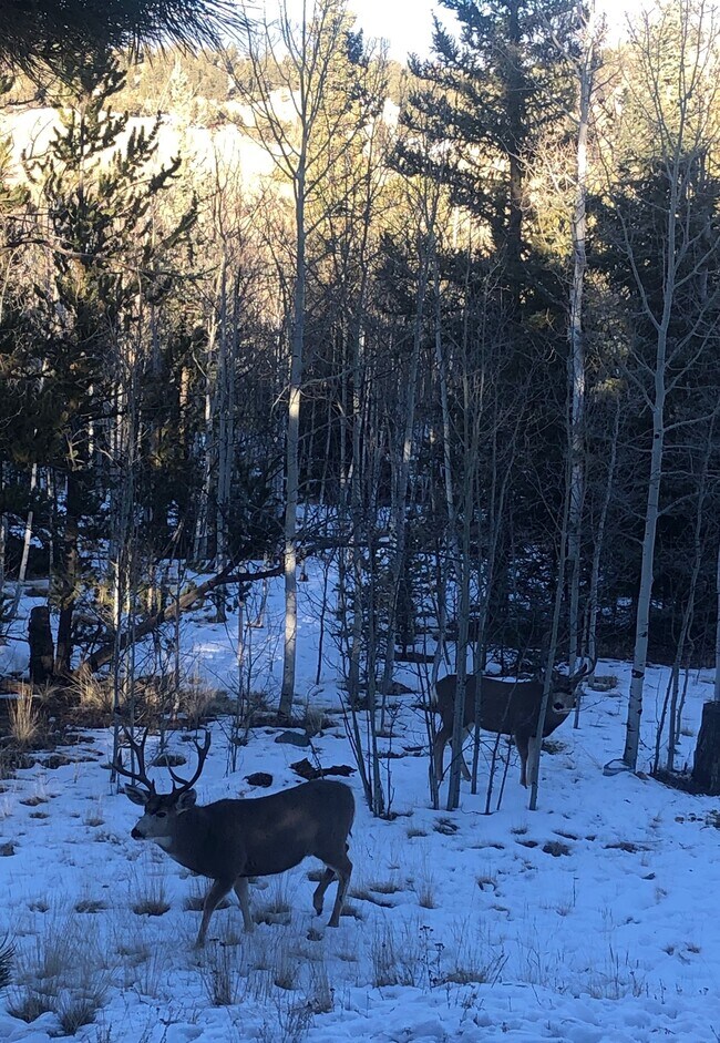 Building Photo - 609 Buffalo Ridge Rd