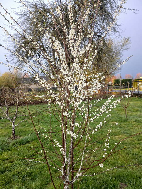 Building Photo - 19105 NE 112th Ave