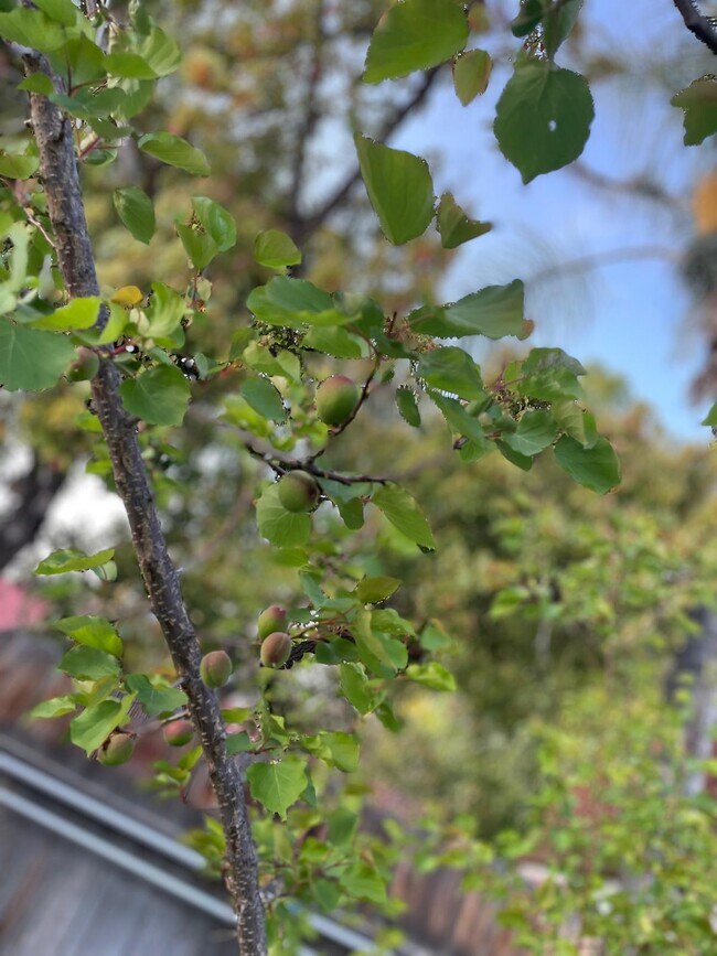 Building Photo - 11310 Pinehaven Ave