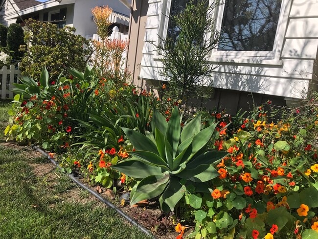 Front Garden - 3540 McLaughlin Ave