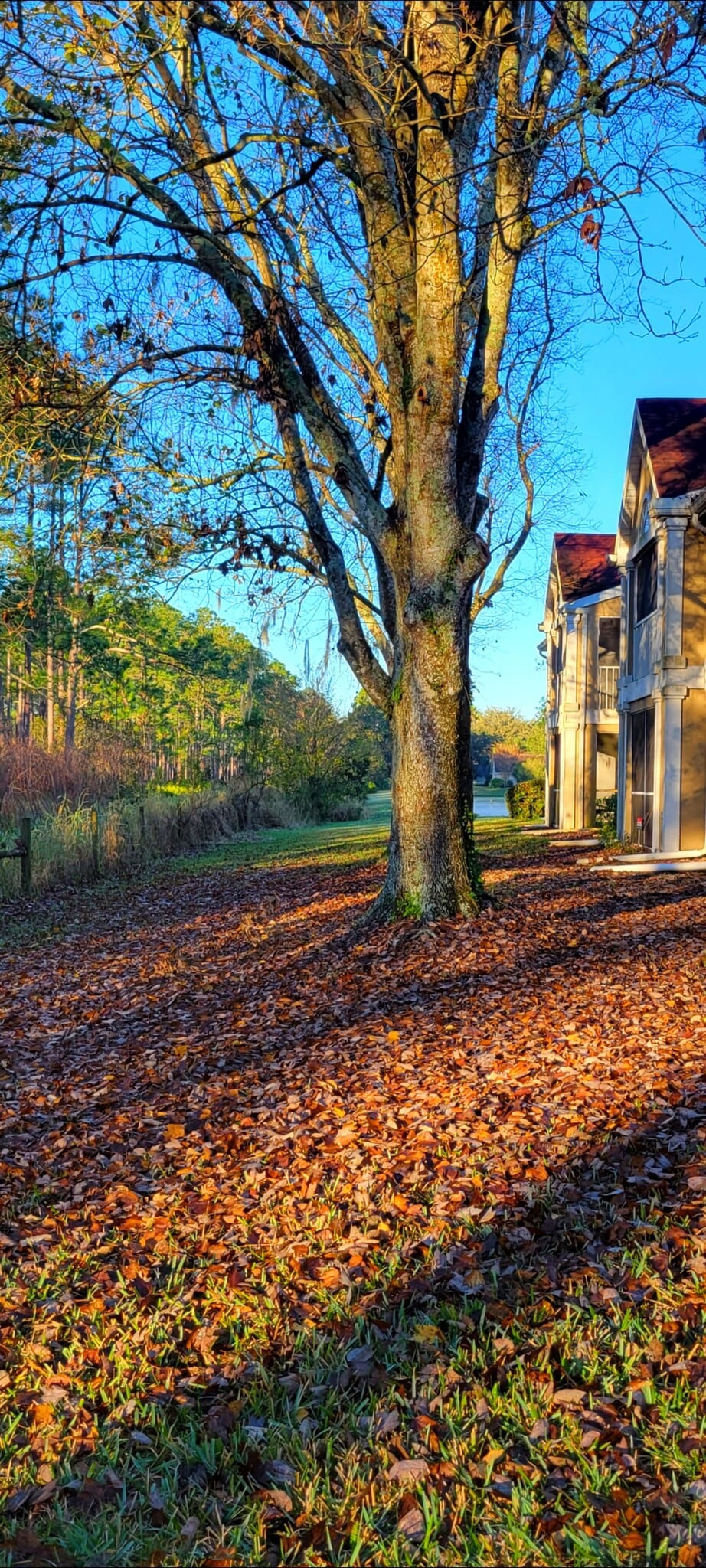 Building Photo - 9481 Highland Oak Dr