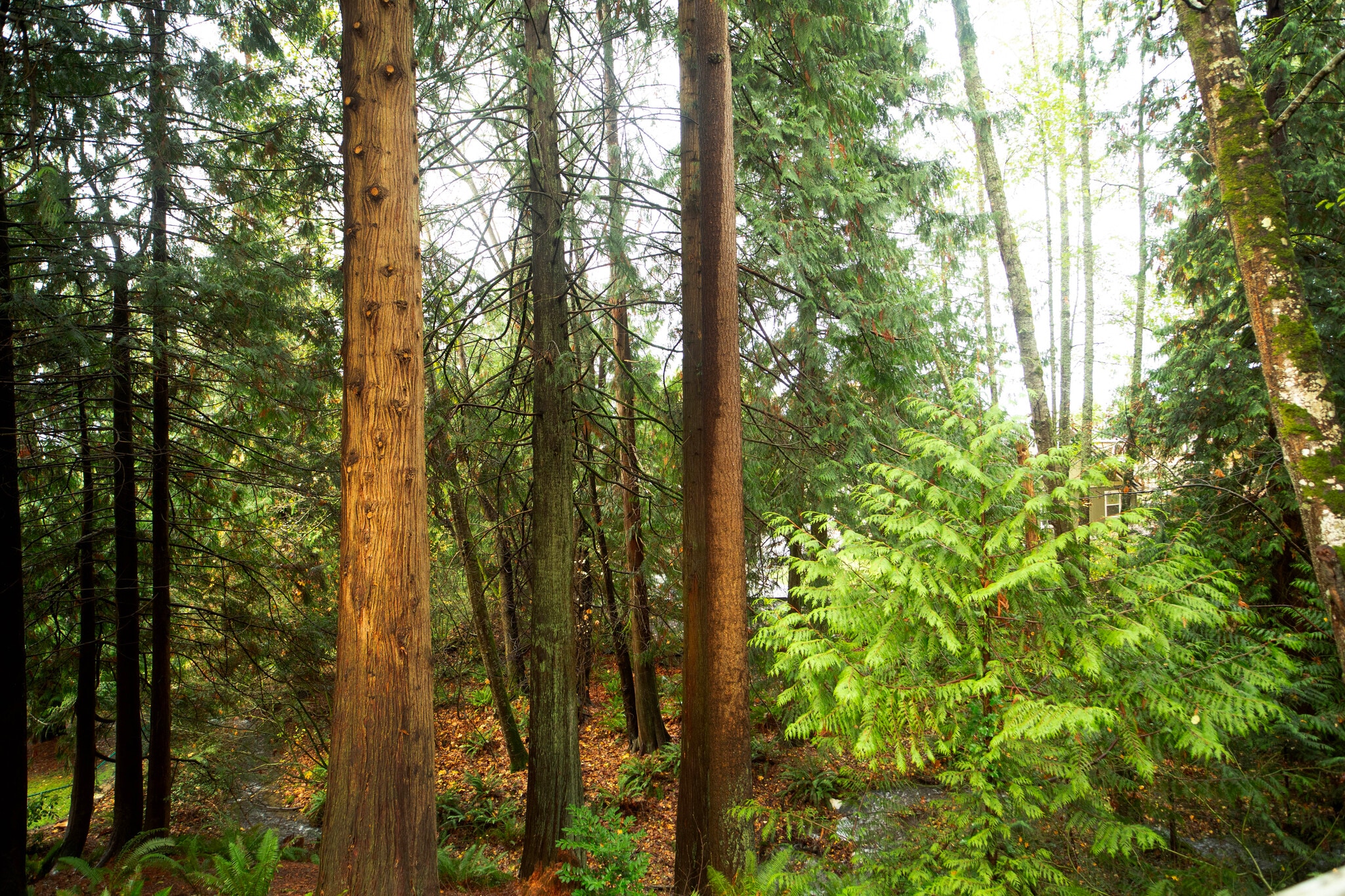 backyard: serene creek, mature trees, and local wildlife - 1114 Pawnee Ln