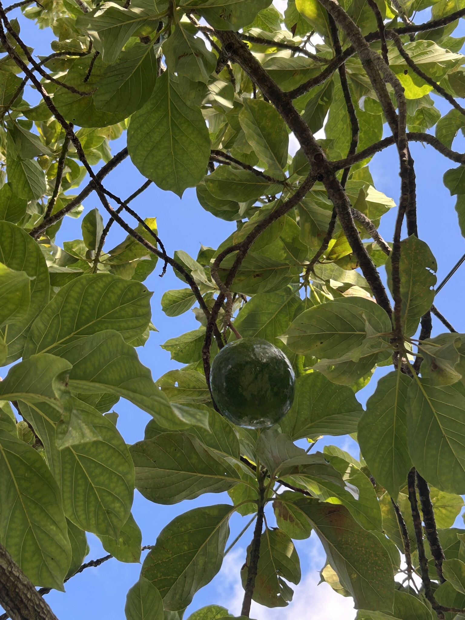 Avocado tree - 5015 E 1st Ct