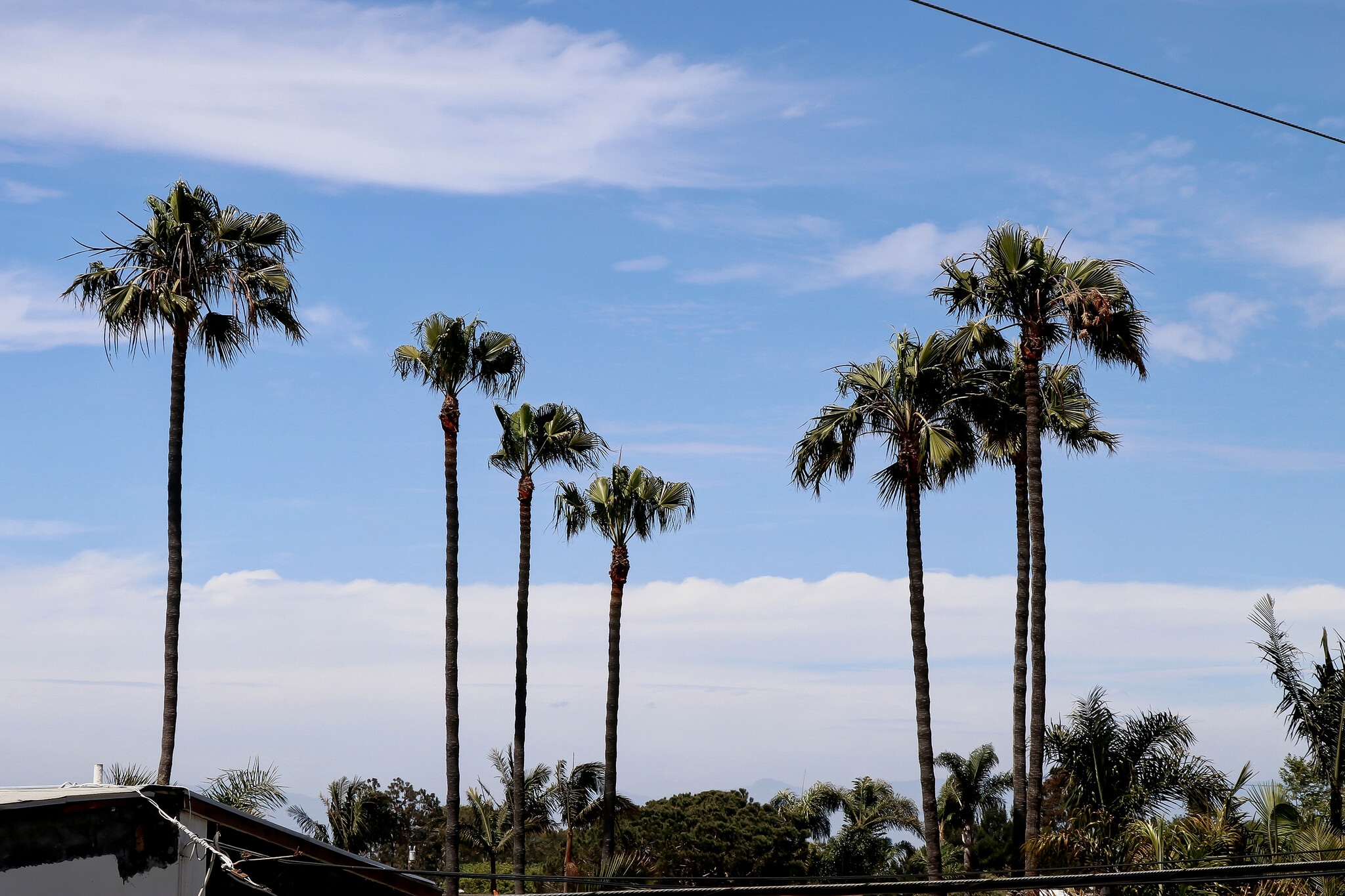 Standing on the balcony a lovely palm tree view! You are at the beach! - 744 12th St