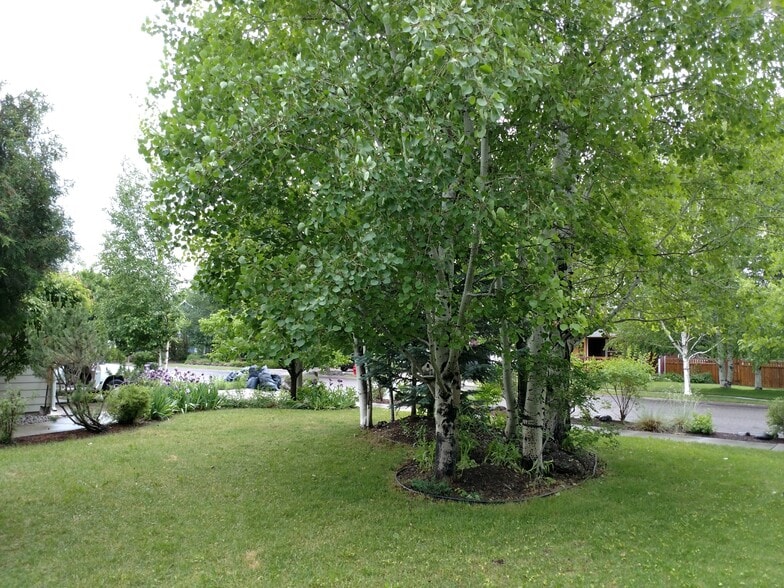 Front yard with a beautiful grove of shade trees. - 310 N Sweetgrass Ave