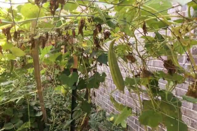 Backyard Garden with Fruits/Vegetables - 18412 Anicio Gallo Dr