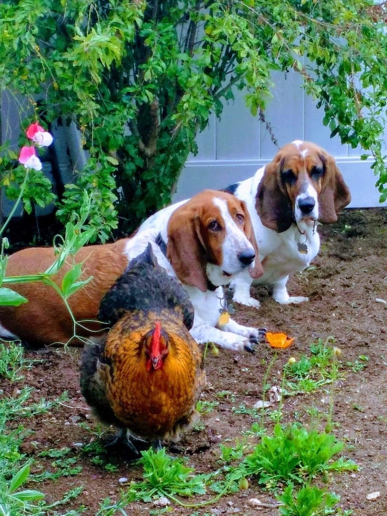 Tommy and Walter, our resident Bassetts - 15691 Wendell Park Dr