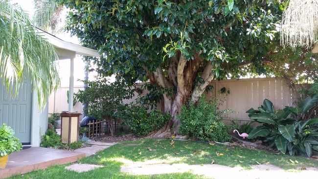 front Entry yard - 120 Cadmus St