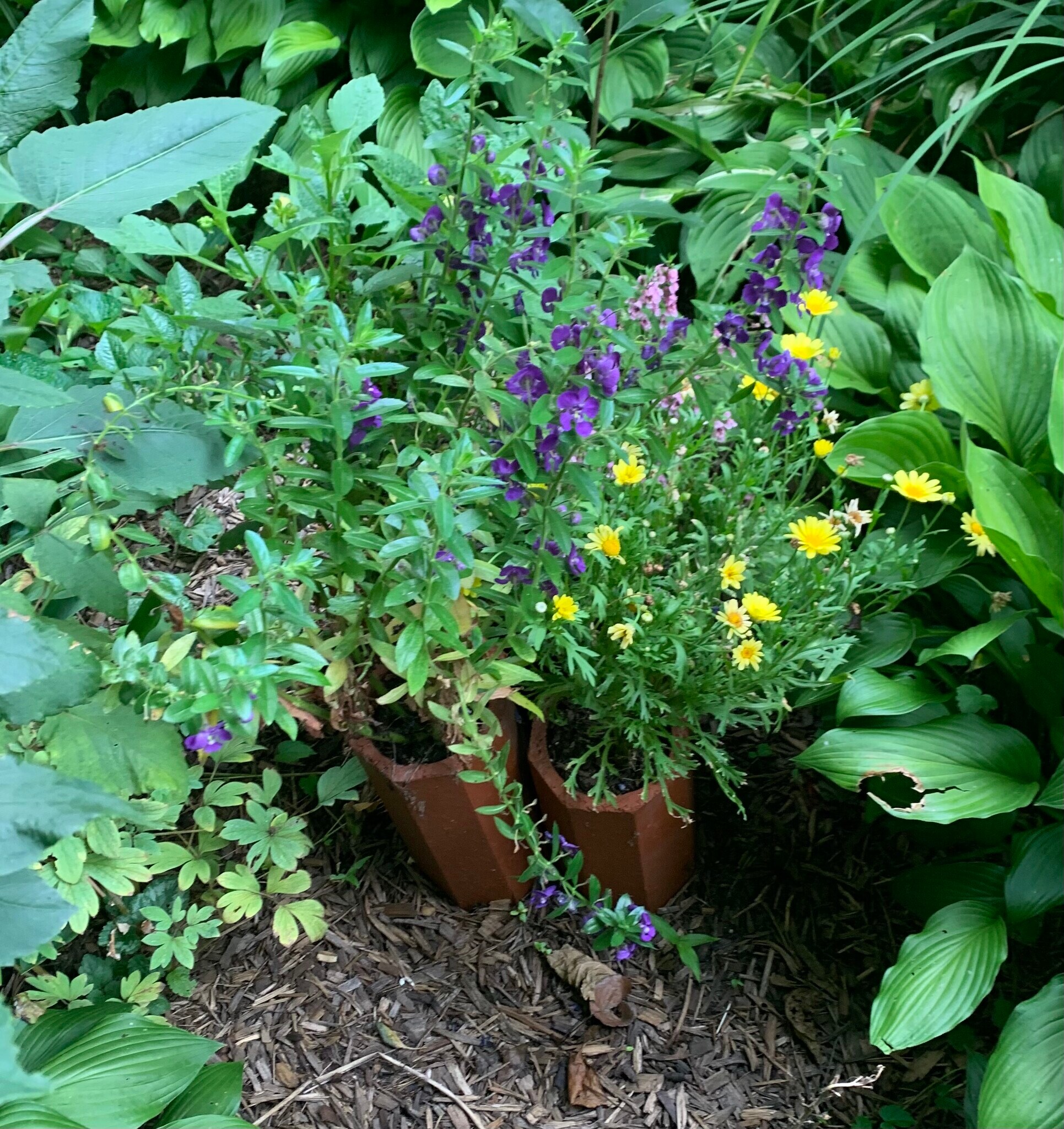 Rear garden - 203 5th St