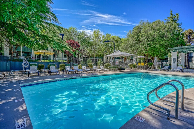 Sparkling Swimming Pool - Treehouse