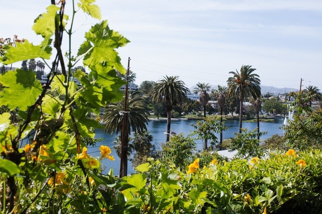 Backyard view - 725 Echo Park Ter