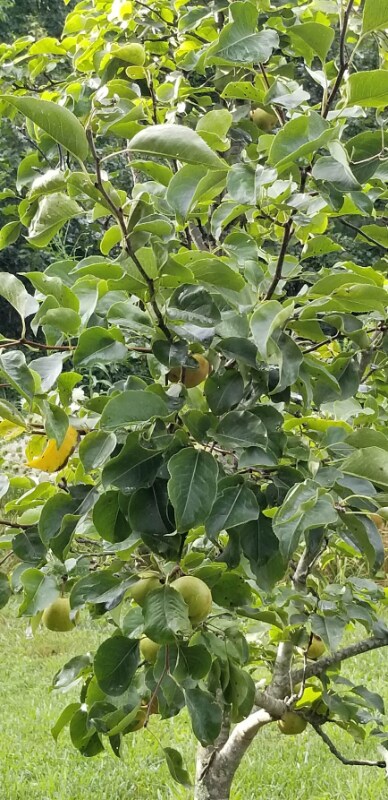 Building Photo - 32 Tempie Ln