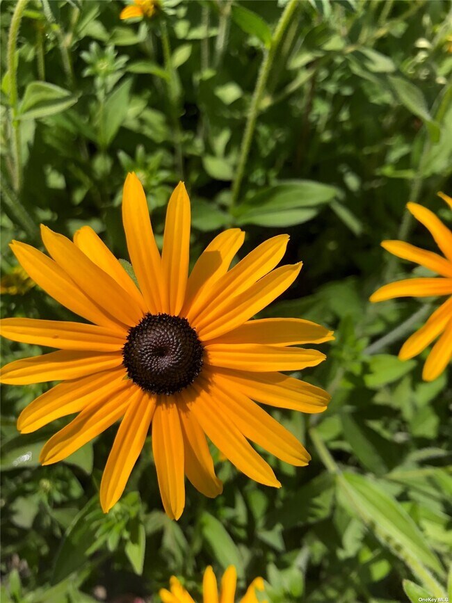 Building Photo - 231 Evergreen Ave