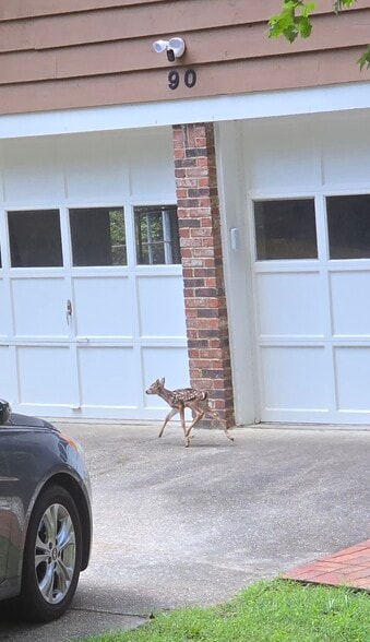 You will feel like you are in a Disney movie with all the wildlife at your doorstep - 90 Martin Point Ct