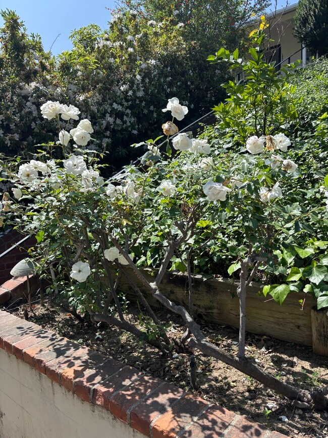 Building Photo - 1845 Pandora Ave