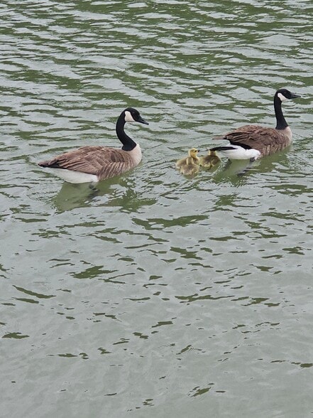 Building Photo - 10931 W Roanoke Ave