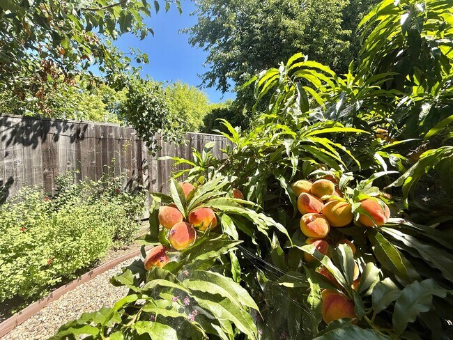 Building Photo - Furnished!! - One story gem in North Davis