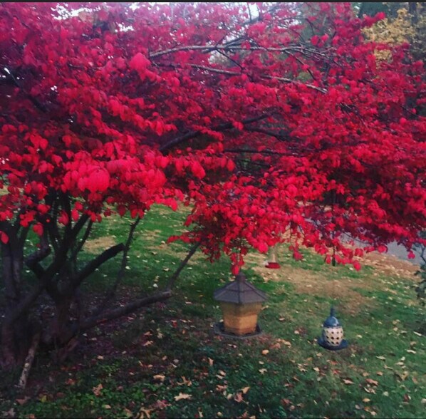 Fall here - 738 Kohnen Dr