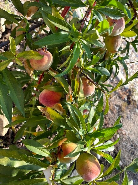 Backyard Peach Tree - 14066 Glendale Ct