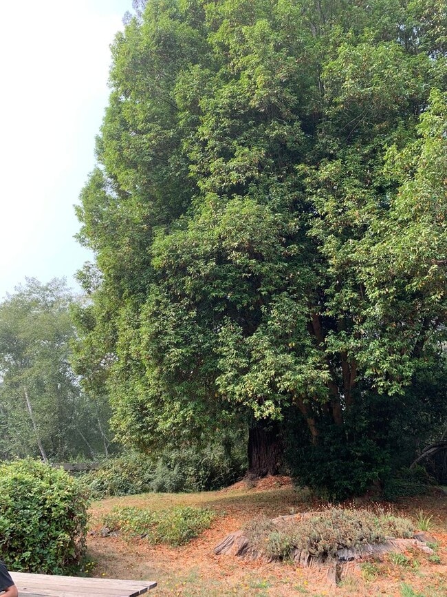 Building Photo - 3 Bedroom, PET FRIENDLY House in Fieldbrook